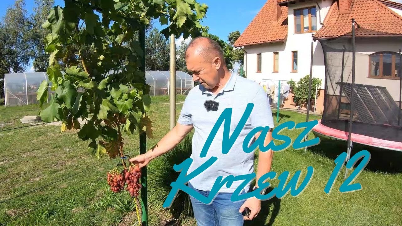 Nasz Krzew cz. 12 - Podsumowanie zbiorów