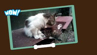 Маня гуляет со своими котятами / Manya walks with her kittens. Маня гуляет со своими котятами / Manya walks with her kittens.