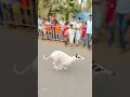 Kolhapur dog race 🚀😱 || kolhapur dog racing / dog race maharashtra || #shorts #arfyads