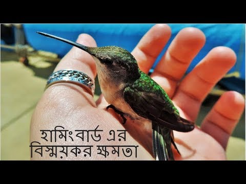 ভিডিও: হামিংবার্ড, পাখি। বিশ্বের সবচেয়ে ছোট পাখি: বর্ণনা, ছবি এবং মূল্য