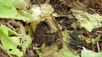 Comment se débarrasser des cloportes dans le jardin ?