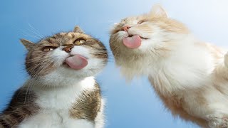 😹 SUPER Funny Cats 😹 - Hilarious Cat Videos [Funny Pets]