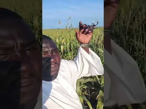 زراعة الذرة البيضاء في قيسان أرض الخير والنماء النيل الأزرق السودان