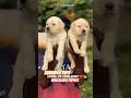 ❤️🔥Meet Our Adorable Labrador Puppies 🐾 | Loving of Our Family