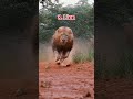 Top 10 Deadliest Animals on Earth! 😱 (Don't miss #1)#shorts #facts