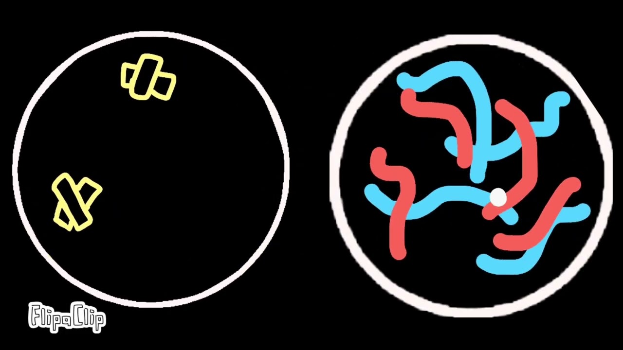 Biology Cell cycle stop motion project☺️