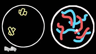Biology Cell cycle stop motion project☺️