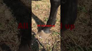 Sailor All Trimmed Up Rjf