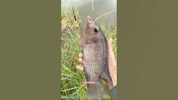 Mancing di spot perairan rawa muara saat air pasang ikan2 babon pada makanin🤤