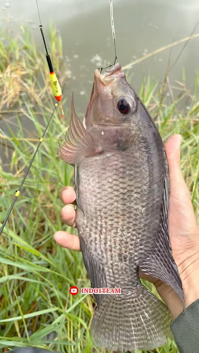 Fishing in the estuary swamp waters when the tide is high, the big fish are eating 🤤