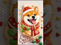 楽しいクリスマスを過ごしてね　byチャコ #豆柴チャコ #柴犬