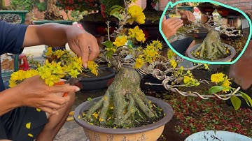 Snoeien en uittrekken van de gouden abrikozenboom en waar u op moet letten bij de verzorging van ...