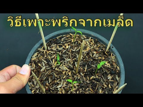 วิธีเพาะพริกจากเมล็ด How to grow chillies from seed
