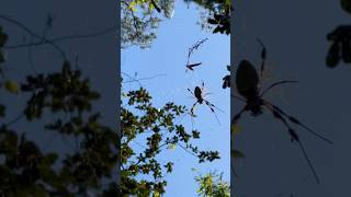 I thought the wind might blow him out of his web &amp; onto my head 😱😂