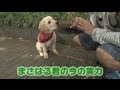 まさはる君生後5か月の待ての実力[tv018]【ポチたま公式】