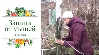 видео Как защитить растения зимой