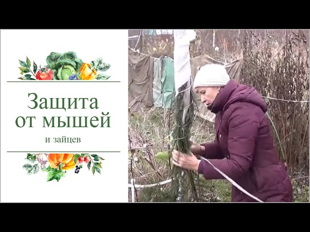 Как зимой уберечь молодые саженцы деревьев от мышей и зайцев.
