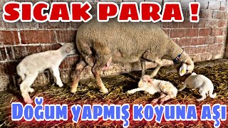 KUZU DEMEK PARA DEMEK ~ ET VE SÜT FİYATLARI ~