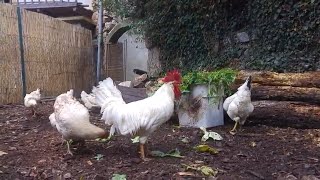 Calm Down Animal Video Vegetable Hungry Chickens - Relaxing Animal Video