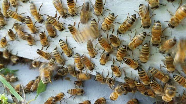 How to trick a swarm of bees to stay in your hive