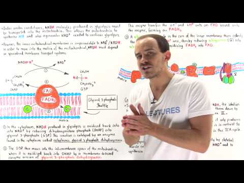 Glycerol 3-Phosphate Shuttle