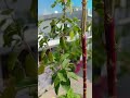#nature #shortvideo #youtubeshorts