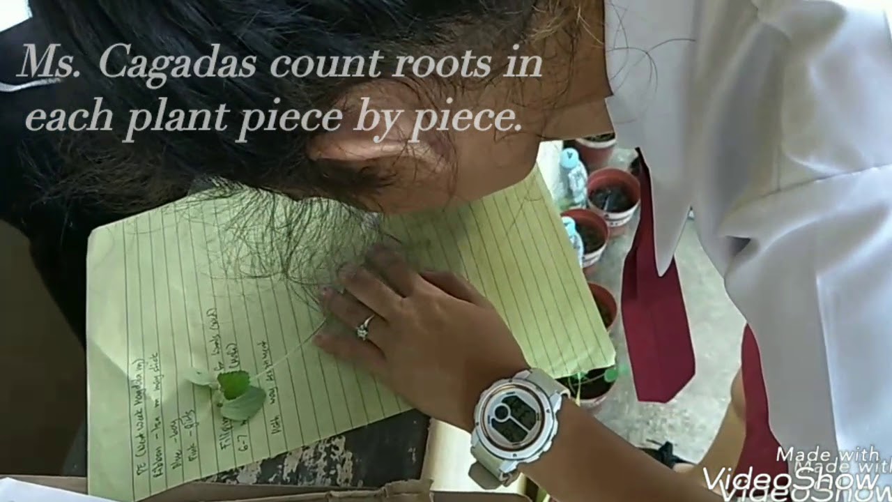 Plant Extraction of Okra YouTube