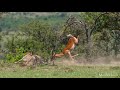 A Cheetah mum takes down an Impala ram, sending him catapulting in the air! HD: Slo Motion.