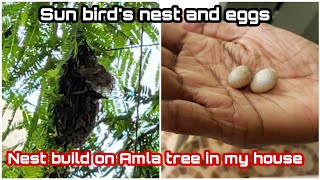 Sun bird nest and eggs/Sun bird build nest and laid eggs on the Gooseberry(Amla)tree in my house