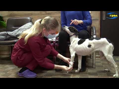 Видео: Что такое профилактика домашних животных?