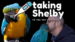 TAKING OUR MACAW TO AN AVIAN VET FOR THE FIRST TIME | SHELBY THE MACAW