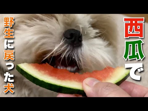 【シーズー】西瓜を食べて野生に戻ったシーズー犬。まるちゃん、初めてスイカの味を知る・・・。【031】