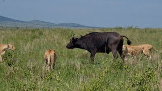 A Buffalo All Alone In Koka Lion Prides Territory