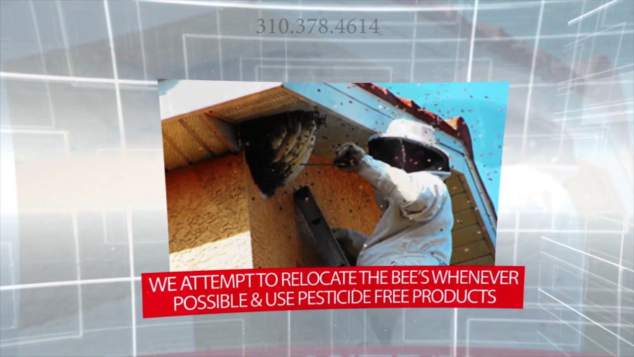 Bee Removal in Redondo Beach, CA South Bay Bee Removal - YouTube Bee Removal in Redondo Beach, CA South Bay Bee Removal - YouTube