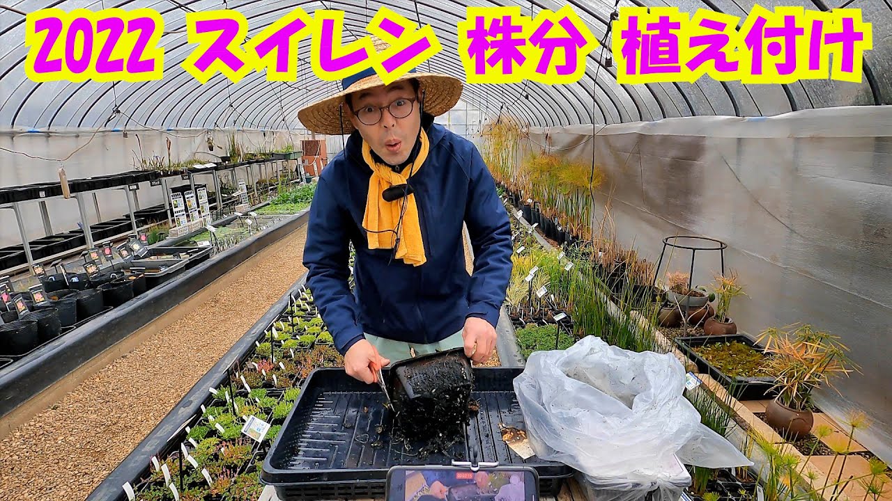 期間限定・充実株】フレンミア(温帯睡蓮) 19cmカゴ 【スイレン