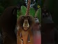 Madagascar | Watch on Begin