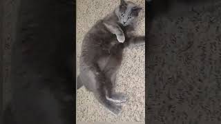 cat videos 2.0 cat ghost video #shorts #viral #youtubeshorts #ytshort #haunted #orb #ghost #fyp #cat