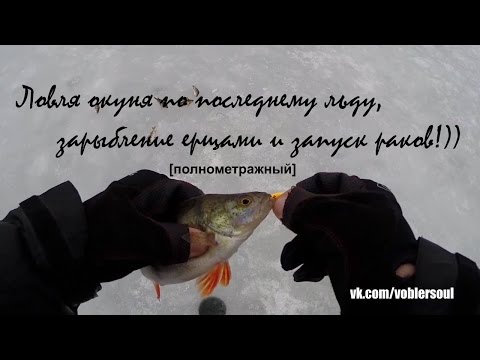 Ловля окуня по последнему льду. Зарыбление ершами и запуск раков. Видео отчет от 5.04.2015 г. 