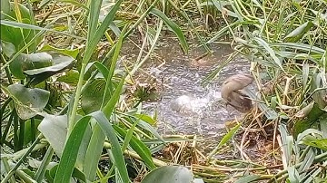 Câu cá rô đồng, thác lác: chinh phục những con cá rô đồng khủng ẩn nấp trong góc cây gừa.