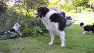 Border Collie pups met ouders by Mario 3,743 views 9 years ago 1 minute, 51 seconds