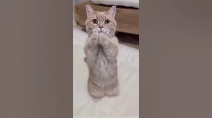 Funny Cat Dance. #shorts #trending #viral #catdance