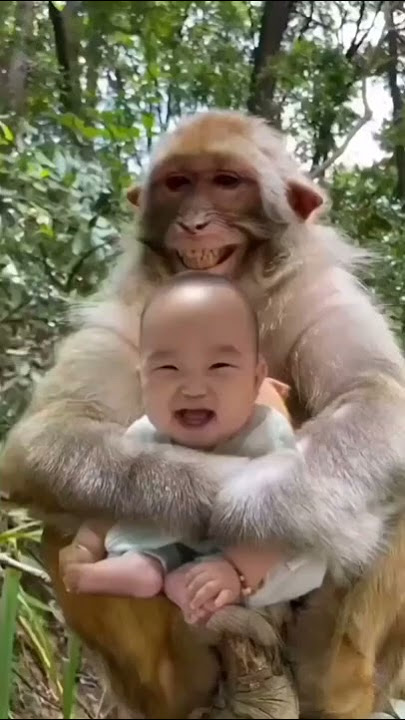 funny monkeys video ! funny monkey laughing ! baby laughing ! funny