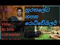 Rottweiler bite his owner      rottweiler dog srilankan