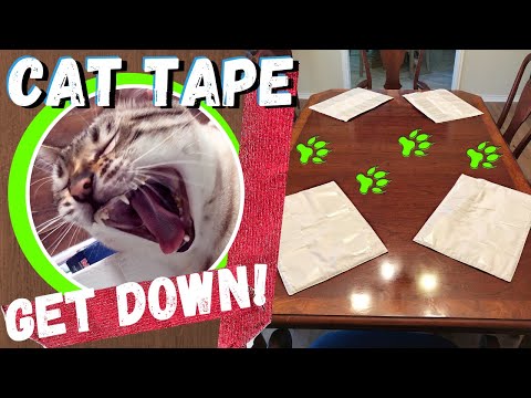 Cat Tape for Surfaces - Training My Bengal Cats? 