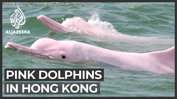 Rare pink dolphins return to Hong Kong amid lockdown - DayDayNews
