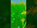 🚜🐄🌾farmers life🚜🐄🌾 #shortvideo #status #trending #fact #viral #farmerslife #motivation #farmerlife