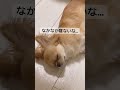 犬が床に転がってます🐶🐶🐶🐶 #dog #ミックス犬 #多頭飼い