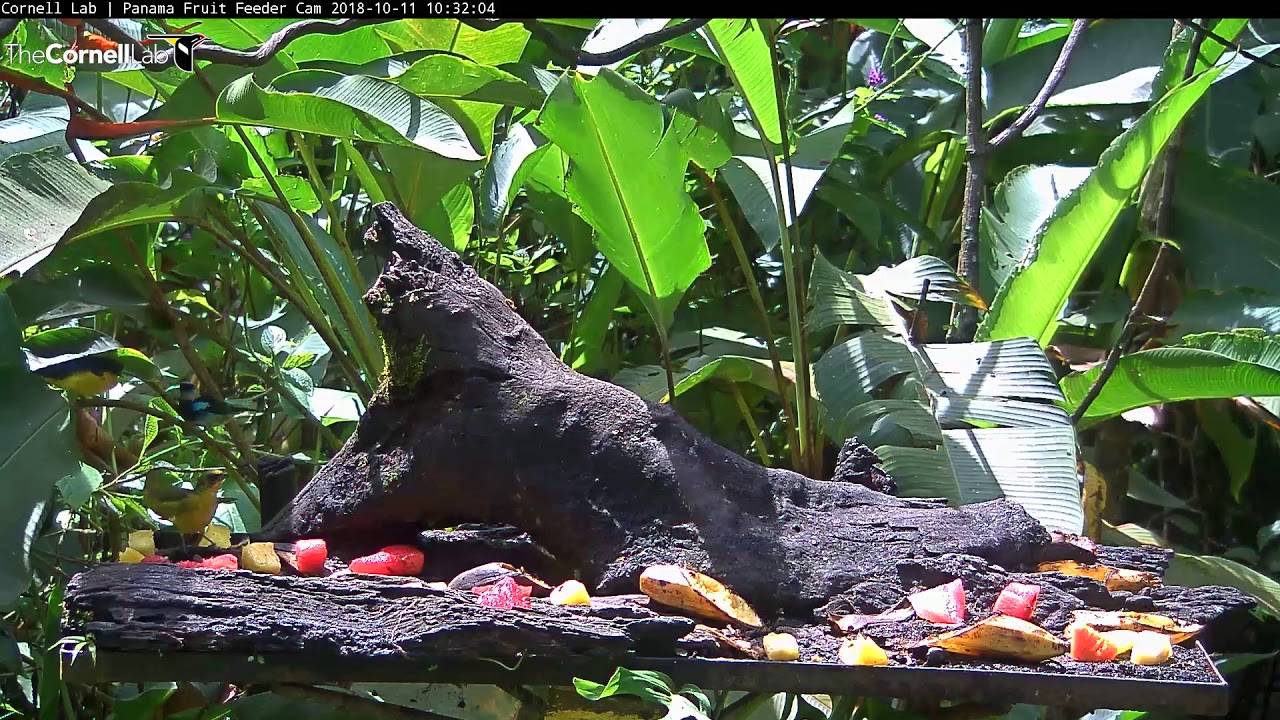 Golden-hooded Tanager Visits Panama Feeder For First Time! – Oct. 11