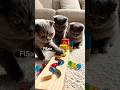 Cat Loves Marbles!#shorts #funny #asmr #cat #cute #ビー玉転がし #animals #satisfying #ai #マーブルラン