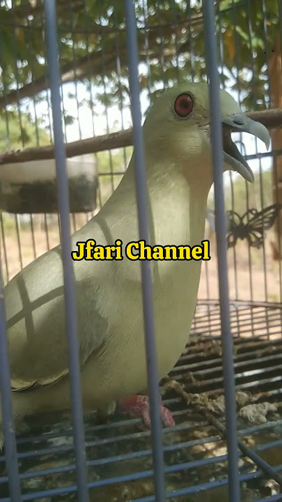 Suara burung punai Betina juga gacor #shorts